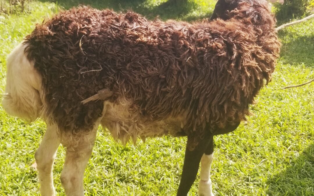Qurban (1 Ram) Donation from Bosnia 🇧🇦