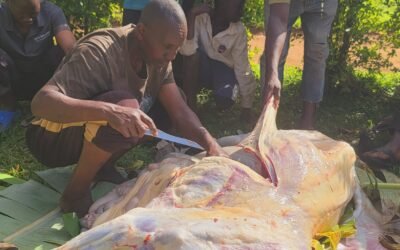 Donation of a Cow (ZAABIHA AL-KHAYR) to Bulafu Ibraheem Foundation – Uganda 🇺🇬 Afrika