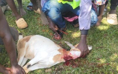 GOATS DONATION FOR QURBAN – EID AL-ADHA 🇺🇬 1447AH / 2026