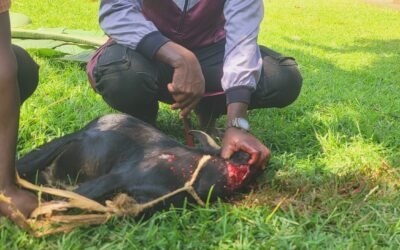 Sadaqah Goat Meat Distribution 🤲🐐 🇺🇬